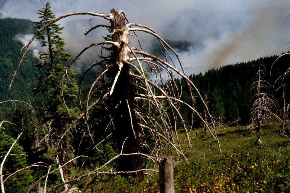 085 Rogue River-Siskiyou National Forest, Biscuit Fire