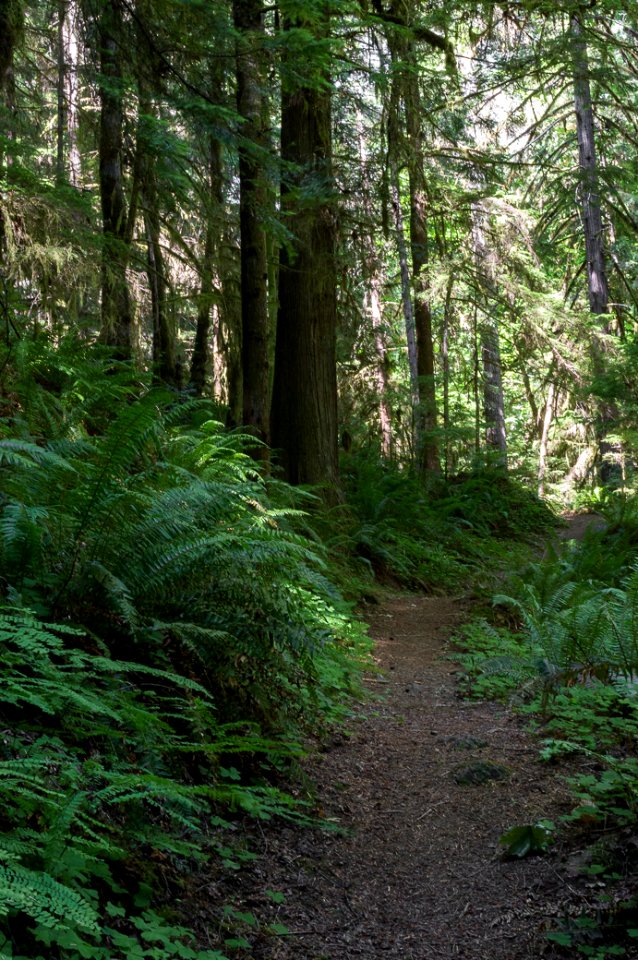 Tioga Segment of the North Umpqua Trail, Umpqua National Forest