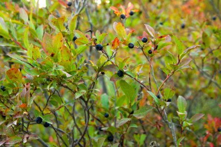 Huckleberries