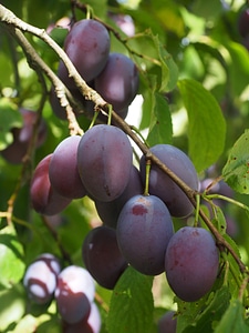 Food blue healthy