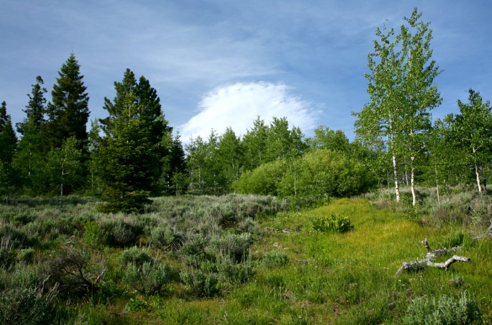 Grassland & Trees-Fremont Winema photo