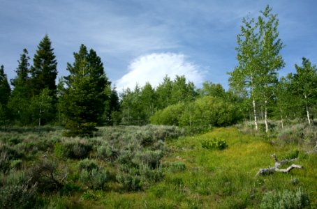 Grassland & Trees-Fremont Winema