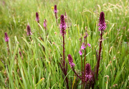 Elephant Wildflower in Field-Unknown