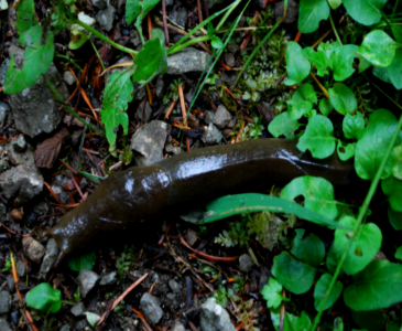 Langilbridge Slug-Unknown