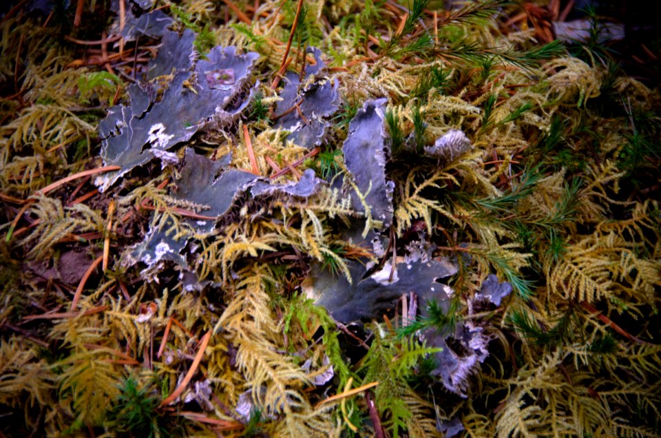 Moss, Lichen, and Leaves Detail-Mt Hood