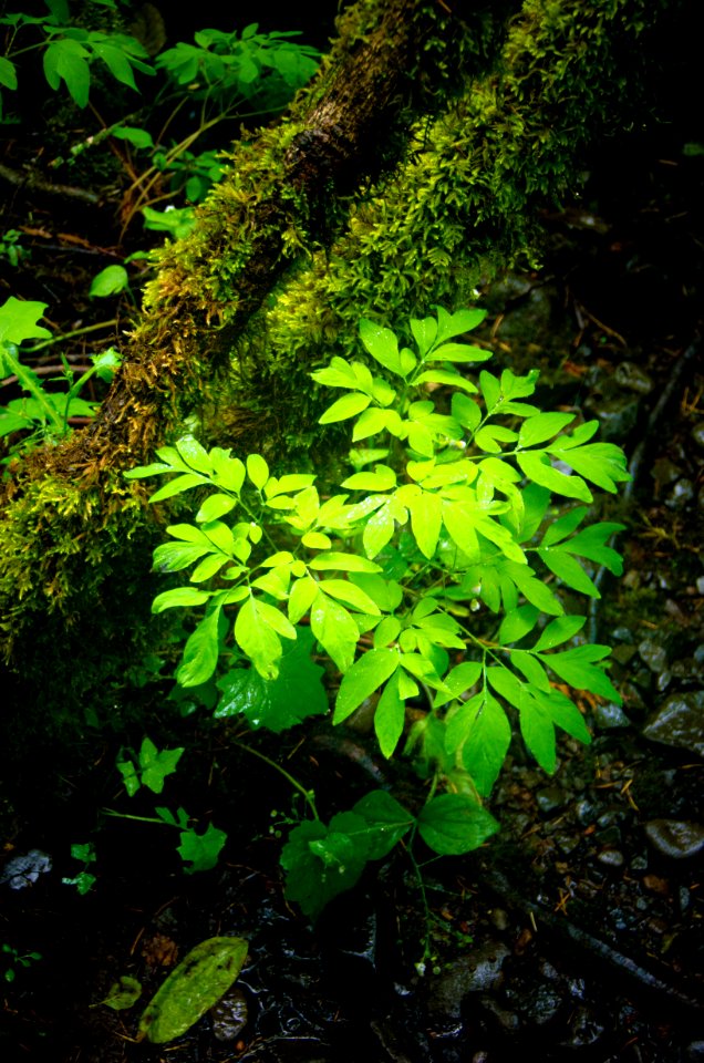 Plant Detail in Rainstorm-Columbia River Gorge