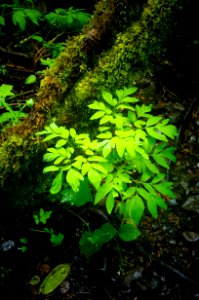 Plant Detail in Rainstorm-Columbia River Gorge photo