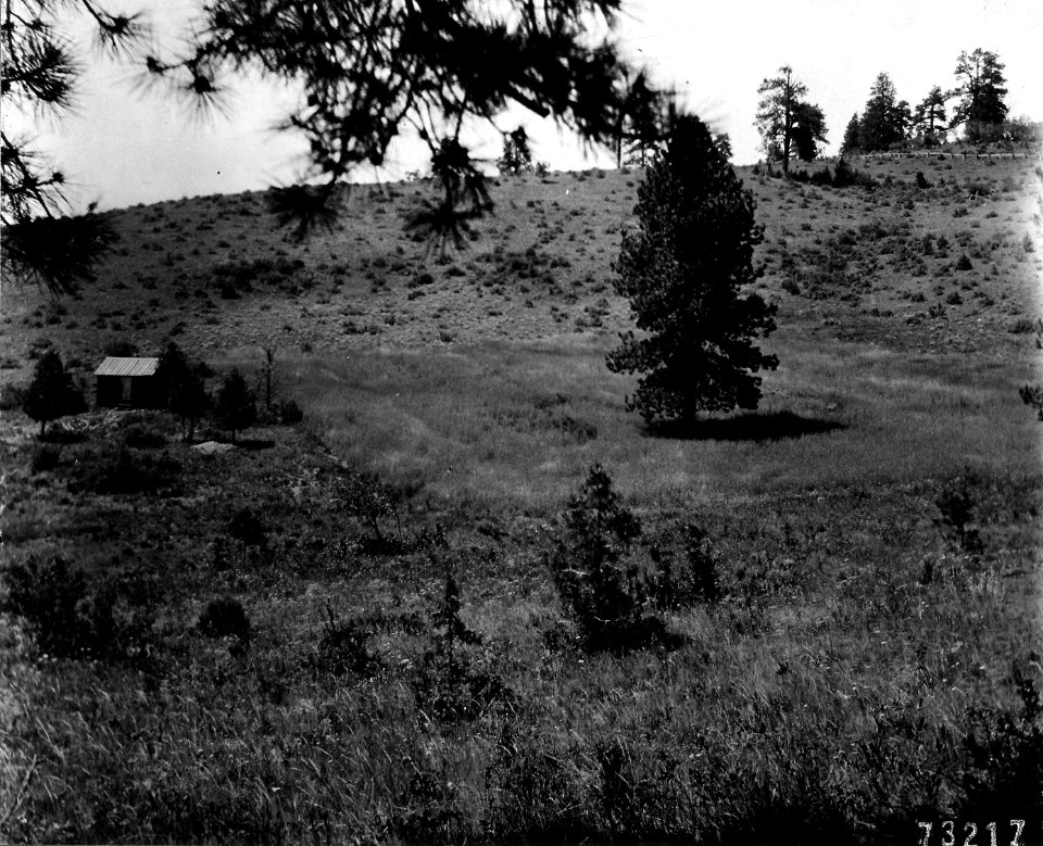 73217 Frank McGirr Cabin & Field, Umatilla NF, OR 1909