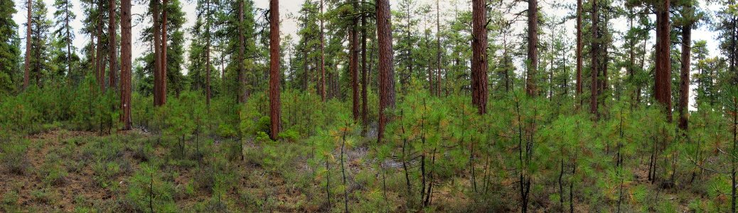 Forest Restoration, Deschutes National Forest