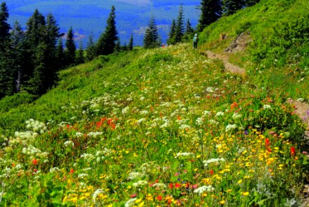 Wildflowers along Silver Star Trail-Gifford Pinchot