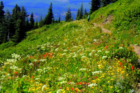 Wildflowers along Silver Star Trail-Gifford Pinchot photo