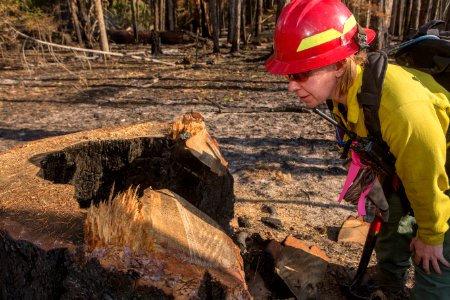 Burned Area Emergency Response, Umpqua National Forest, 2017 photo