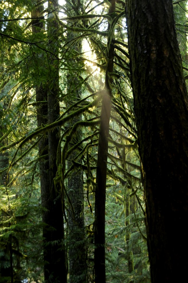 Old Growth Forest, Mt Hood National Forest