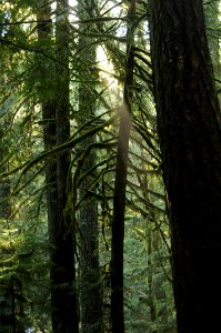 Old Growth Forest, Mt Hood National Forest photo