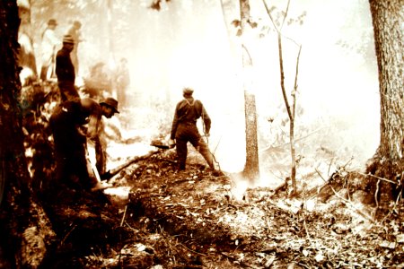 Fighting a Forest Fire AZ c1900 photo