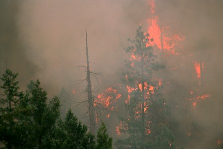 121 Rogue River-Siskiyou National Forest Biscuit Fire