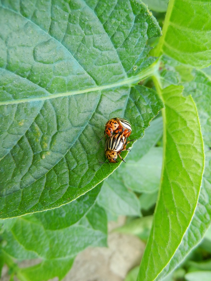 Silver potato beetle nature