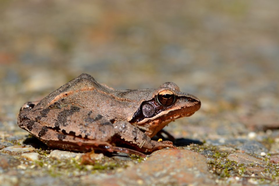 Grenouille agile (Rana dalmatina)