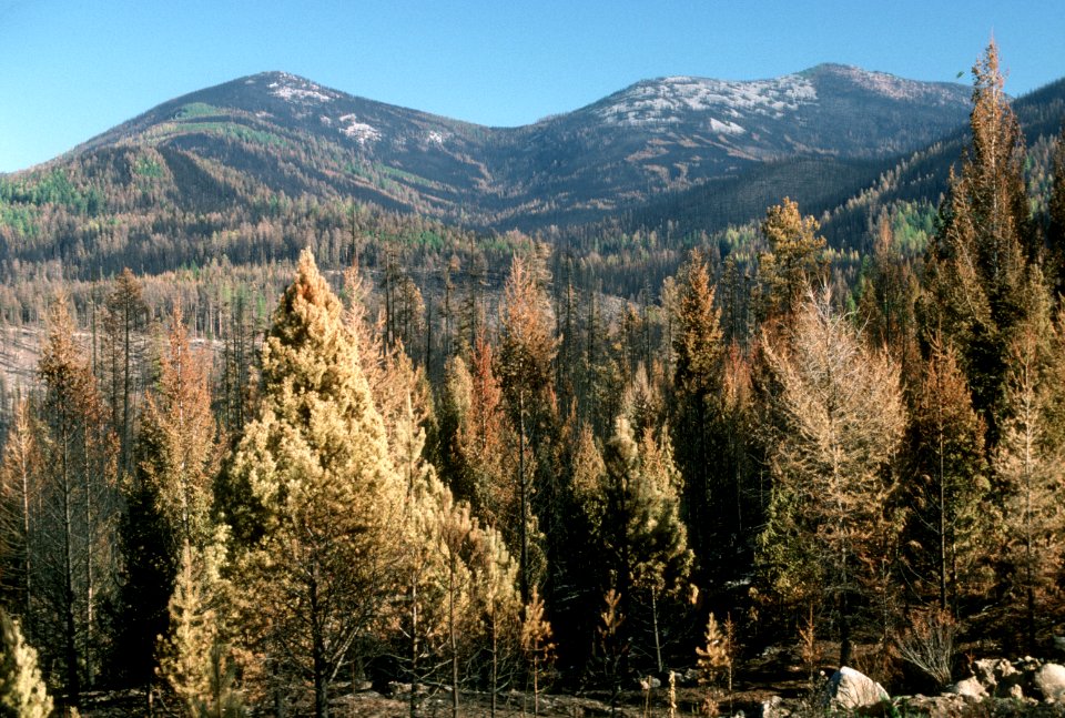 Colville National Forest, White Mountain Wildfire