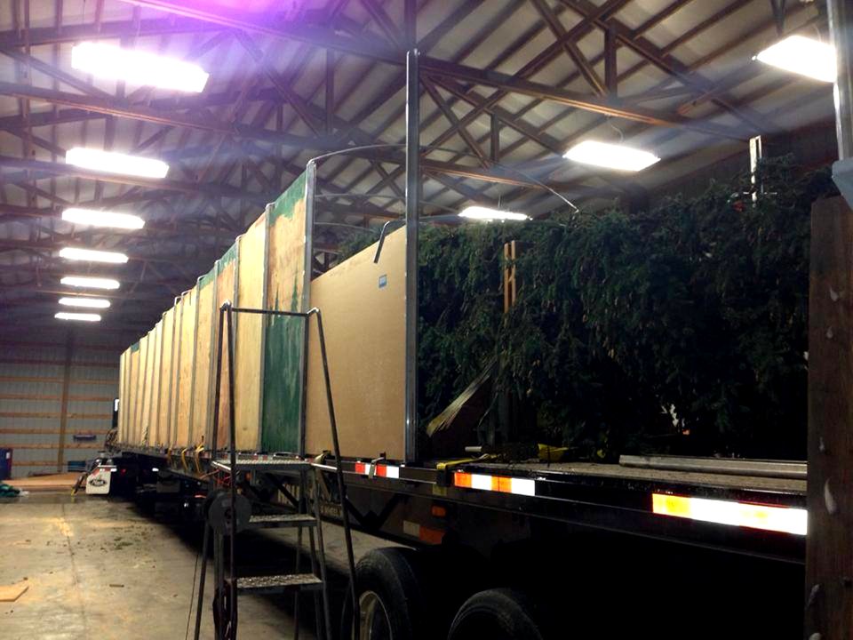 2013 Capitol Christmas Tree- Preparing Tree
