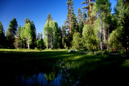 Marsh Pond along Deer Creek-Malheur