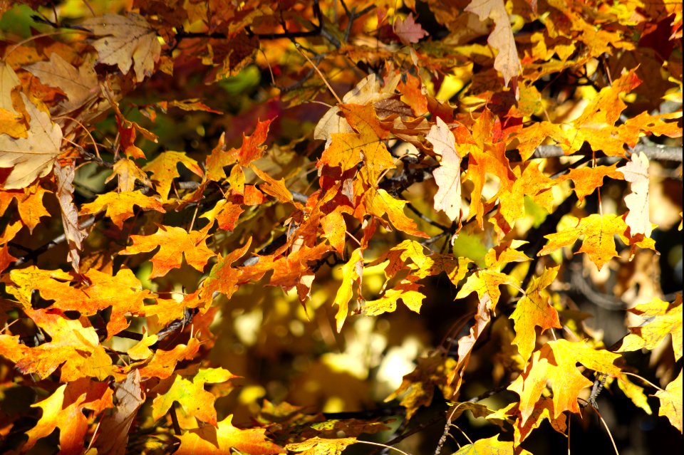 Fall leaves #1