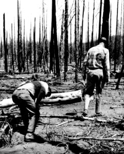 Willamette NF - Airstrip Burn Area, OR 1968