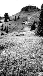 Cispus Lookout House, Columbia National Forest, WA 1944