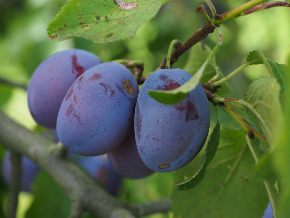 Food blue healthy