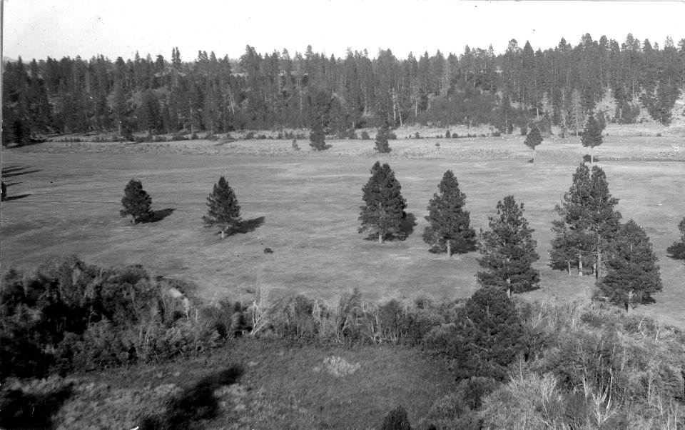 Scene just west of Rager Ranger Station 1914