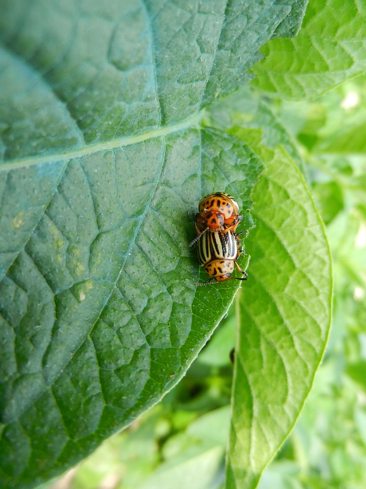 Silver potato beetles nature
