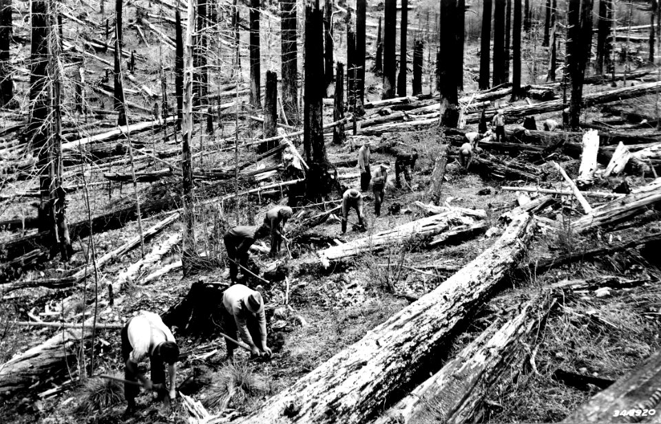 349920 Tree Planting on Yacolt Burn, Columbia NF, WA 1936