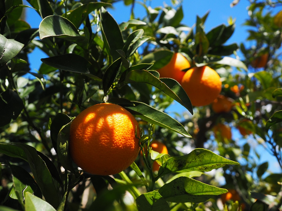 Citrus fruits tree leaves