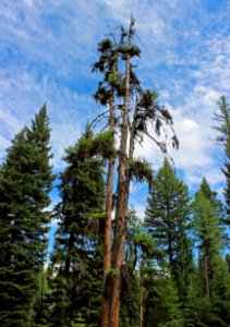 Larch at Catherine Creek, Wallowa-Whitman National Forest photo