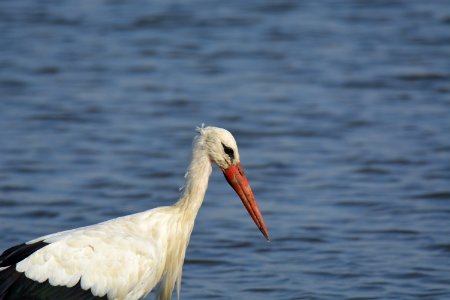 Cigogne blanche (Ciconia ciconia)
