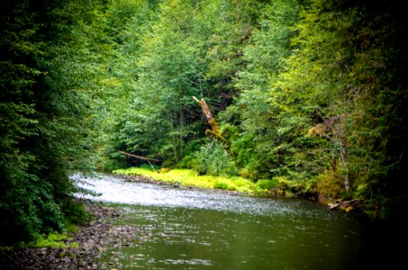 Deciduous Forest & Clackamas River-Mt Hood