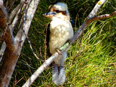 Australian Kookaburra photo