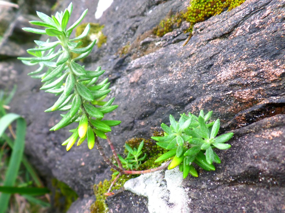 Cliff edge greenery