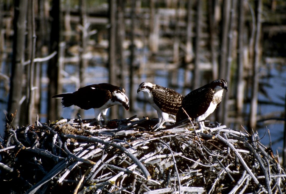 Family of Osprey.jpg