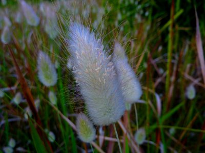 Cattails