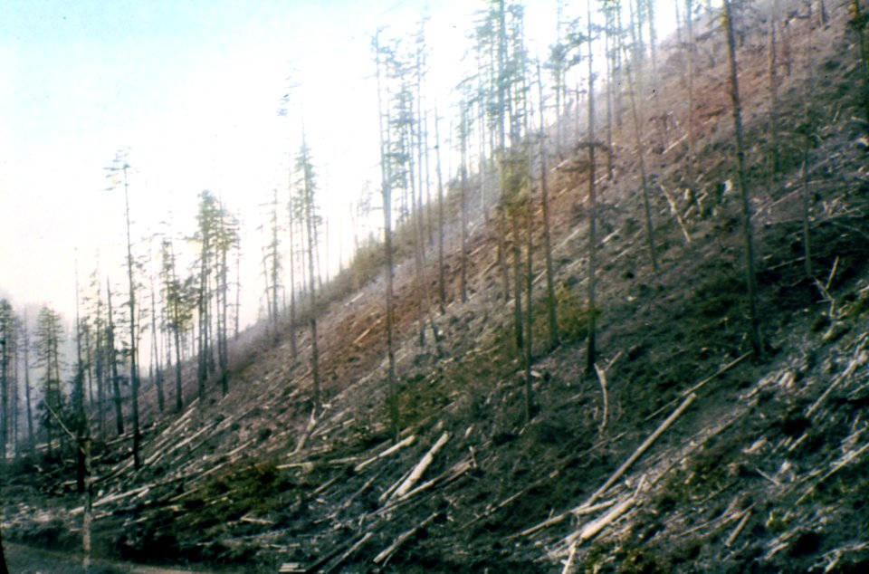 205638 Western Timber Co. Sale, Cascade NF