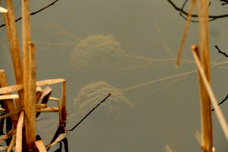 Ponte au Perrières 04-03-2018 10-39-00