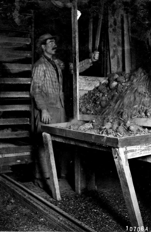 10706A Collecting Tree Seeds at Wyeth, OR NF, OR c1905