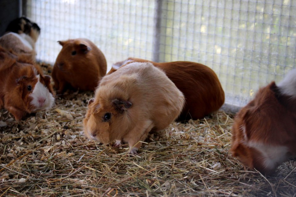 Guinea pig