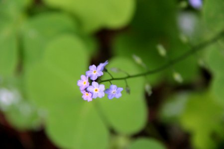 Forget-Me-Not wildflower, Mt Hood National Forest