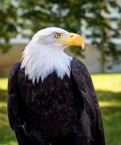Bald Eagle