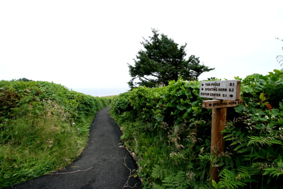 View of Pacific Ocean from Captain Cook Trail at Cape Perpetua, Siuslaw National Forest