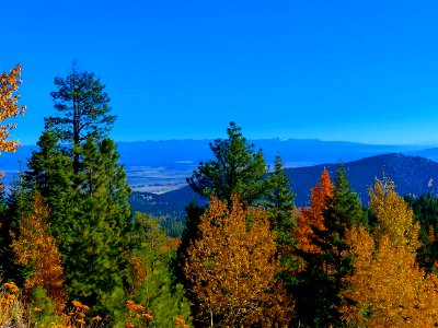 Fall colors above Enterprise, Wallowa-Whitman National Forest