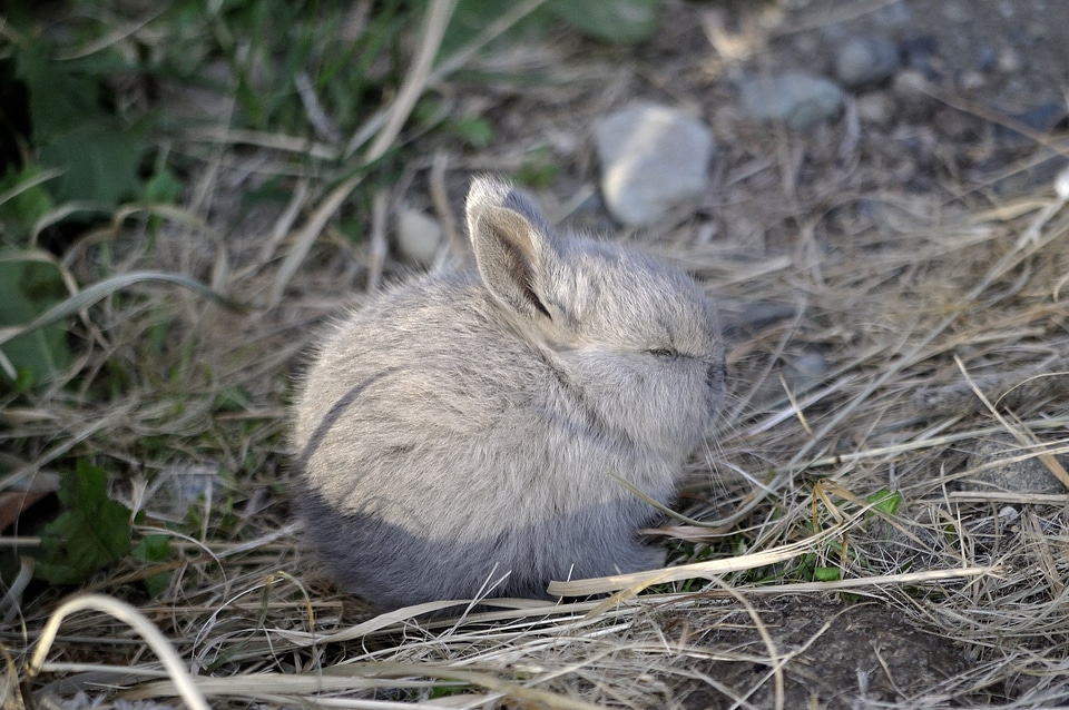 Nature cute wildlife