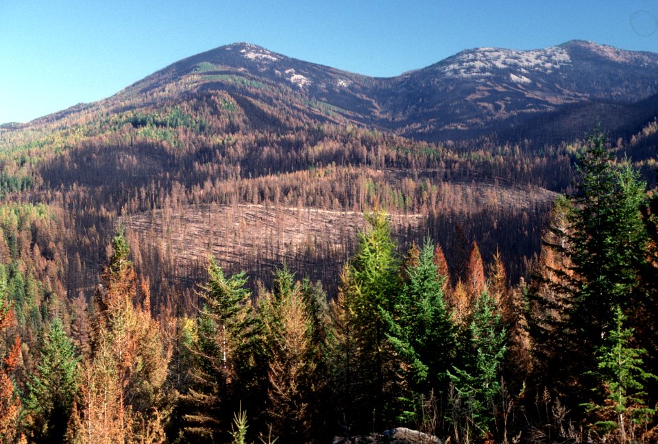 Colville National Forest, White Mountain Wildfire